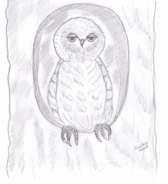 Groggy Owl by Sally Gilroy
